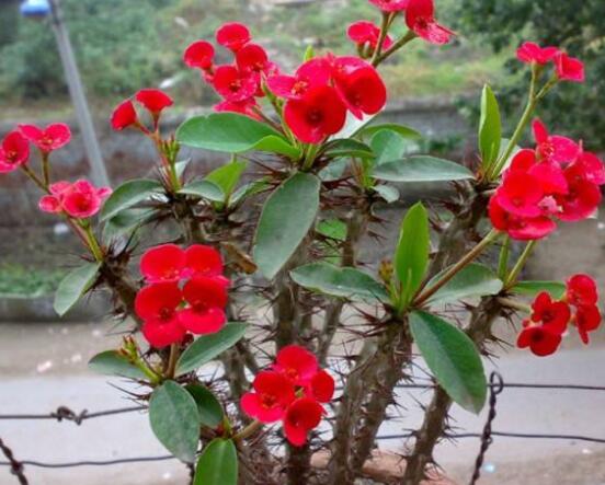 虎刺梅葉子發(fā)黃怎么辦，注意忌寒冷、忌積水、多光照"