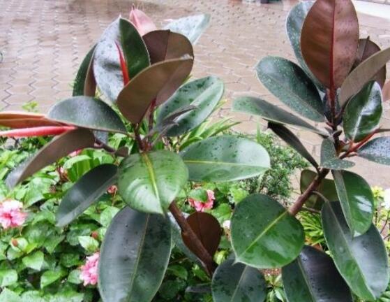 橡皮樹怎么修剪，橡皮樹修剪方法"