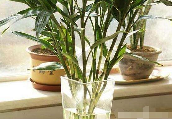 水養(yǎng)富貴竹怎么養(yǎng)才長(zhǎng)得好，做好這五大要點(diǎn)生長(zhǎng)得青翠欲滴"