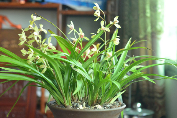 如何養(yǎng)蘭花，澆水保證盆土濕潤光線用散射光滋養(yǎng)