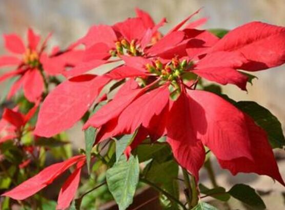 一品紅的花語是什么，普天同慶、共祝新生(圣誕之花)"