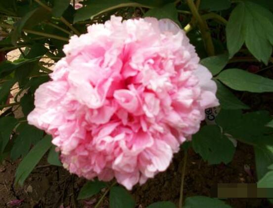 水色風(fēng)信子的養(yǎng)殖方法，老農(nóng)教你八大基本養(yǎng)殖方法"