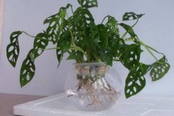 龜背竹可以扦插水培嗎，龜背竹水培扦插方法"