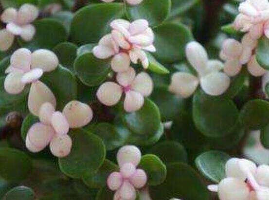 雅樂之舞的用途，盤點最實用四種價值"