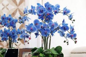 蝴蝶蘭怎么養(yǎng)才能開(kāi)花，蝴蝶蘭的養(yǎng)殖方法