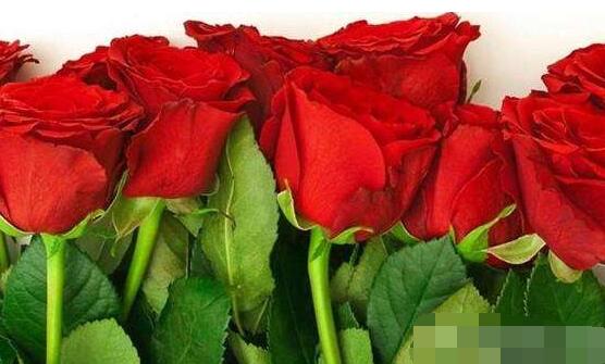 玫瑰花爛根了怎么辦，玫瑰花爛根解決辦法"