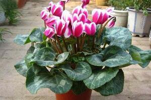 仙客來(lái)用什么土養(yǎng)好，仙客來(lái)能用松針土養(yǎng)嗎"