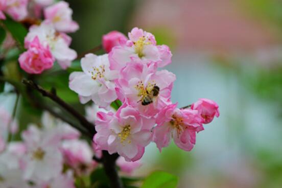海棠花的象征意義，青年男女之間的苦戀之情(異地戀)"