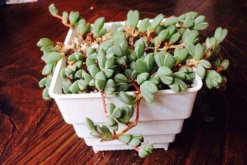 碧玉蓮怎么繁殖，桿插繁殖操作方便且成活率較高"