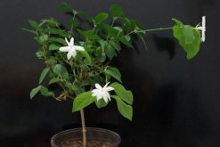 茉莉花葉子發(fā)黑怎么回事，最常見3種原因及處理方法"