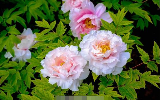 牡丹花養(yǎng)殖方法和注意事項，老農(nóng)總結七大基本養(yǎng)殖方法"