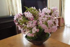 櫻花種子種植方法，5步完成櫻花的種植"