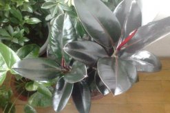 橡皮樹如何砍頭，砍頭之后要用蠟油封住傷口"