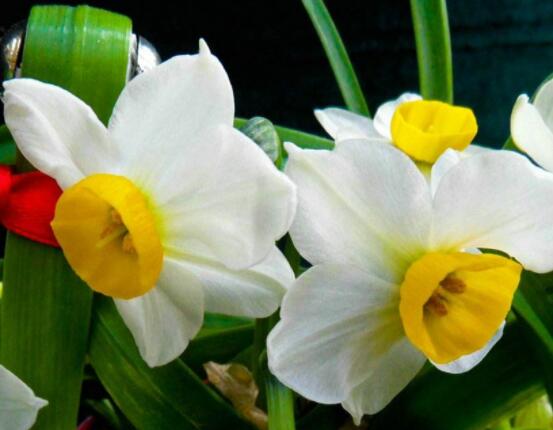 水仙花代表什么含義，純潔的愛情、吉祥祝福"