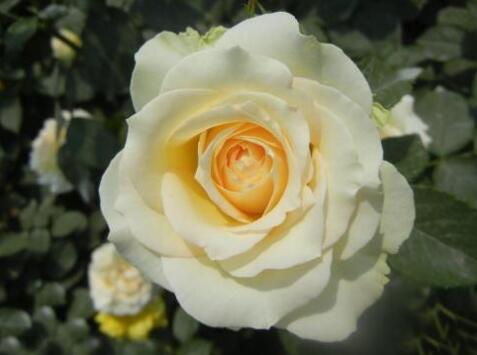 月季花的栽培杵插應(yīng)該在幾月份，簡單快捷的杵插方法"