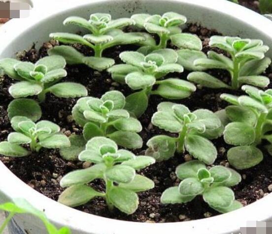 碰碰香的繁殖與養(yǎng)護，扦插繁殖存活率最高/肥水光照充足"