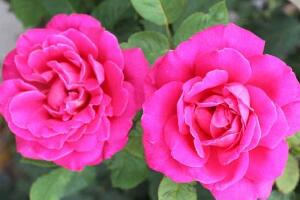 月季花的花語是什么，不同顏色月季花的寓意"