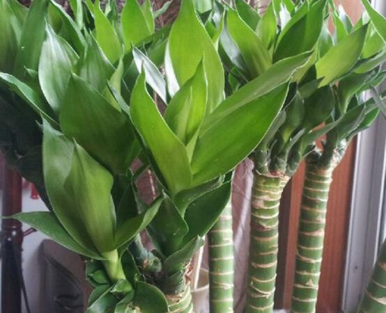 富貴竹怎么施肥，教你兩種養(yǎng)殖施肥方法(水培與土培)"