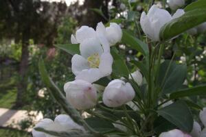 海棠花的風(fēng)水作用，海棠果的功效和作用"