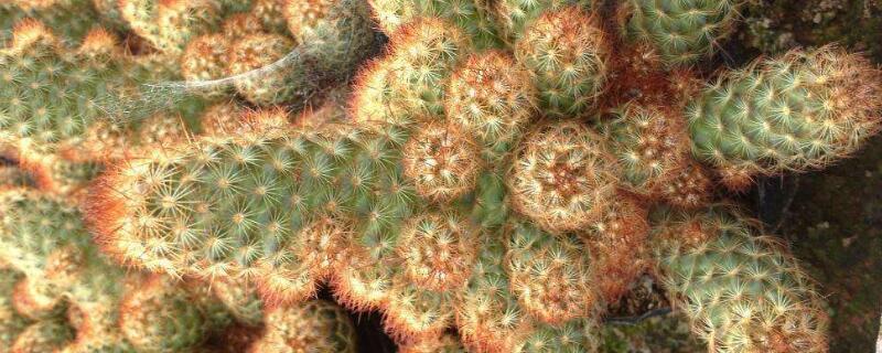 金手指為什么難栽培"