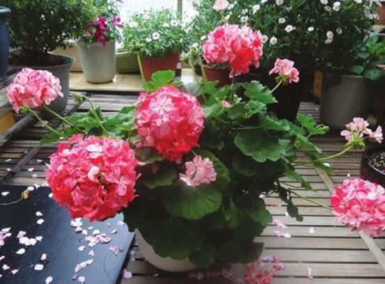 天竺葵可以水培嗎，天竺葵水培方法"