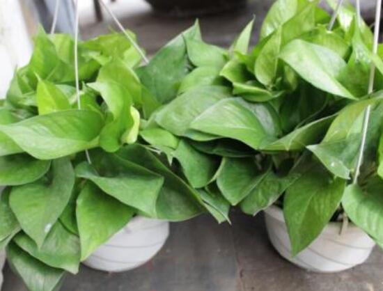 綠蘿用什么藥長得快，盤點(diǎn)最合適的五種藥物(盆盆爆滿)"