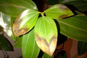 平安樹葉子發(fā)黃怎么辦，教你五個步驟來挽救