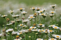 雛菊葉子蔫了怎么辦，找到原因及時進(jìn)行處理"