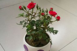 玫瑰扦插生根最快方法，從以下4步來進(jìn)行"