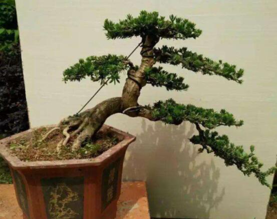 羅漢松可以放客廳嗎，可以/帶來主人家福氣、鎮(zhèn)守財寶"