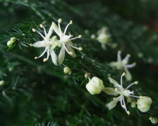 文竹開花嗎，每年9-10月間盛放(和睦美滿)"