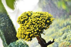 菊花如何防病蟲害，加強(qiáng)通風(fēng)夏季噴灑藥物"