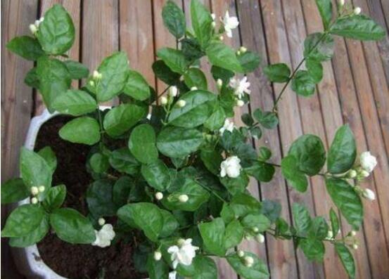 盆栽茉莉修剪方法，教你四種方法變得枝葉美觀"