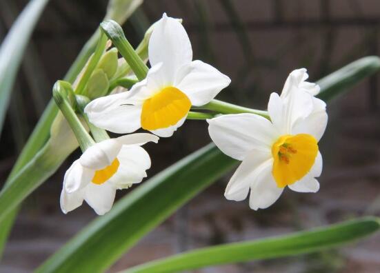 水仙花的繁殖方法，水仙花四大繁殖方法"