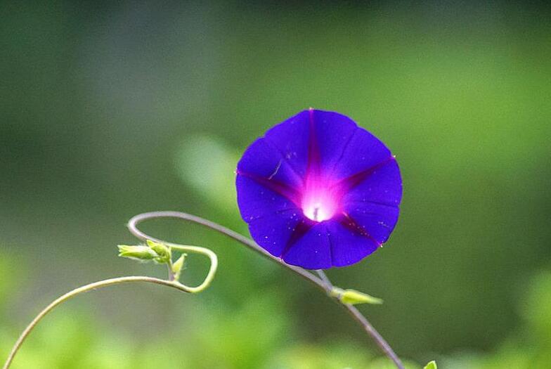 牽?；ㄖ婚L(zhǎng)葉不開(kāi)花怎么辦，可能是補(bǔ)給的養(yǎng)分、水份不足"