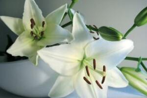 百合花有毒嗎，百合花放在臥室好嗎/影響睡眠"