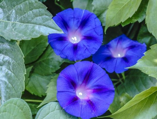 打碗花與牽?；ǖ膮^(qū)別，教你三種區(qū)別方法(株型/生長(zhǎng)習(xí)性/價(jià)值)"