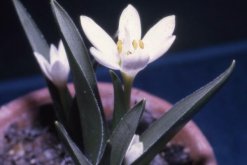 秋水仙有什么作用和價值，藥用價值最廣泛"