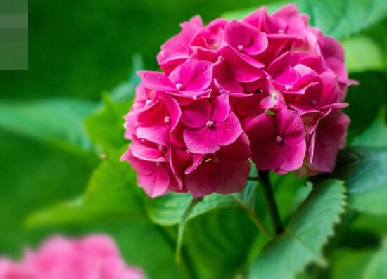 天竺葵是繡球花嗎，這是兩種完全不同花卉植物"