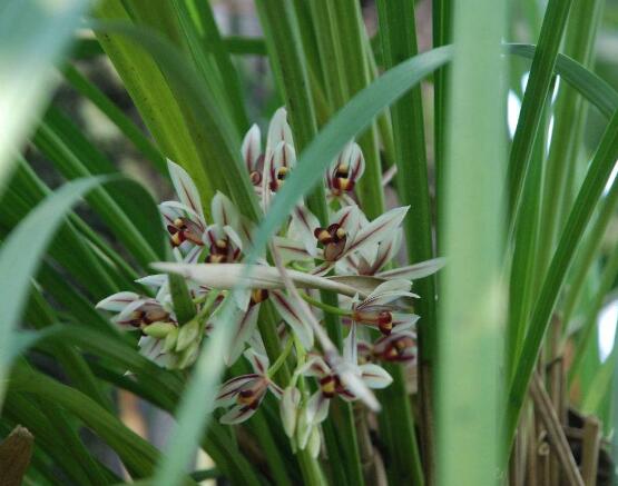 蘭花花期，不同品種不同開花期(一年開多次)"