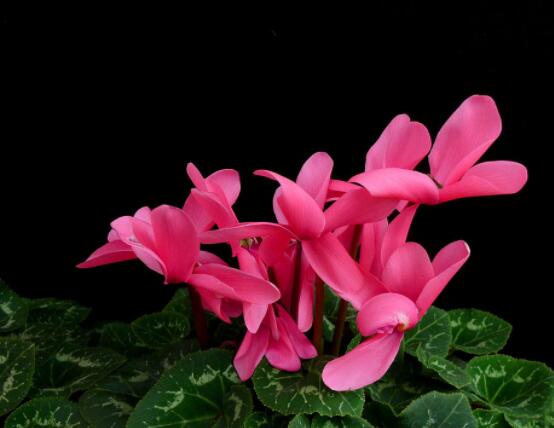 仙客來的養(yǎng)殖方法和注意事項(xiàng)大全，老農(nóng)總結(jié)七大基本養(yǎng)殖方法"