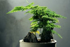 文竹冬天怎么澆水，保持土壤偏干燥即可"