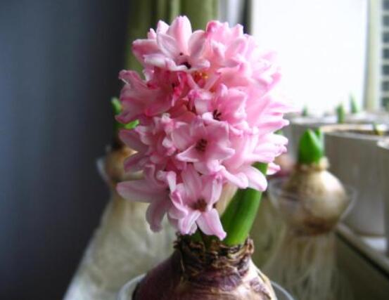 風(fēng)信子好種嗎，做好這五點(diǎn)就能生根發(fā)芽(存活率高)"