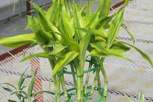 富貴竹怎么修剪，富貴竹修剪方法圖解"