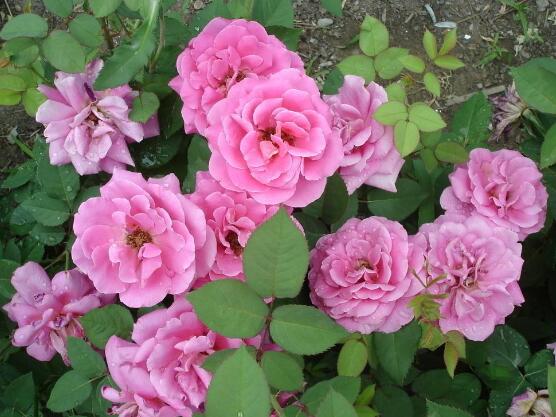 月季花幾月栽培最適宜，4-5月或9-10月是最佳時間"