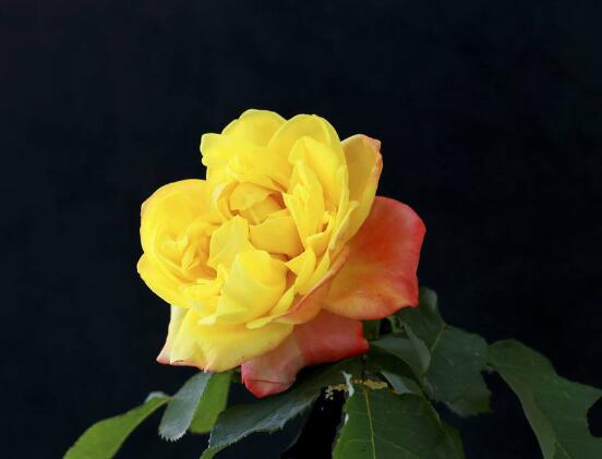 月季花冬季怎么施肥，三個簡單方法便可安然過冬"