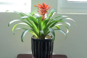 鴻運(yùn)當(dāng)頭為什么不開(kāi)花，鴻運(yùn)當(dāng)頭不開(kāi)花怎么辦"