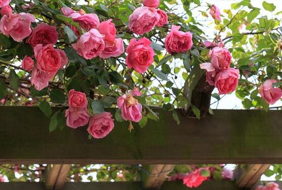 藤本月季的主要價值，美化環(huán)境、凈化空氣"