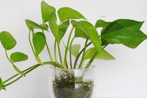 綠蘿扦插快速生根方法，綠蘿的扦插方法圖解"