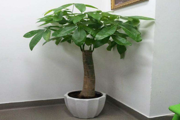 發(fā)財(cái)樹怎么養(yǎng)，確保光照充足澆水澆透"